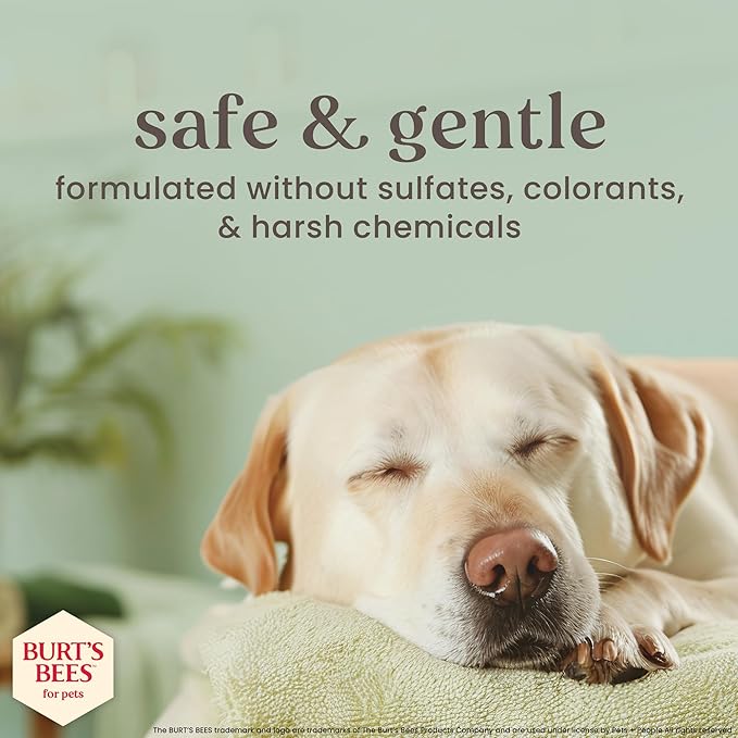 Burt’s Bees for Pets Manuka Honey Waterless Shampoo Spray for Dogs with Kelp, 10 Fl Oz