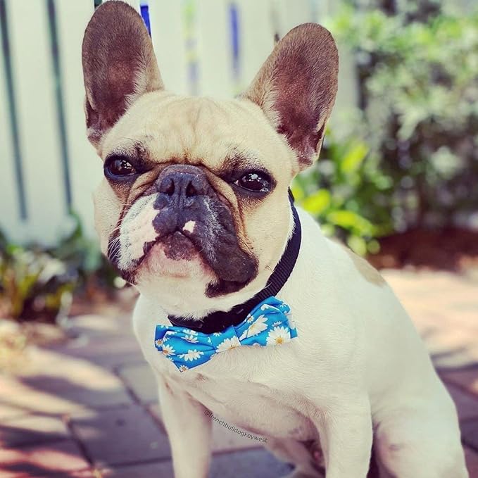 Huxley & Kent Pet Bow Tie for Dogs & Cats - Spring Theme Adjustable Hook & Loop Collar Accessory - Cute & Comfortable for Holidays & Celebrations - Flower Child, Small