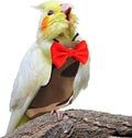 Bird Diaper Washable Reusable Parrot Flight Suit Nappies Protective Breathable Parrot Nappy Clothes for Parakeet, Macaw, Budgie, Canary, Cockatiel (Camouflage, Small)