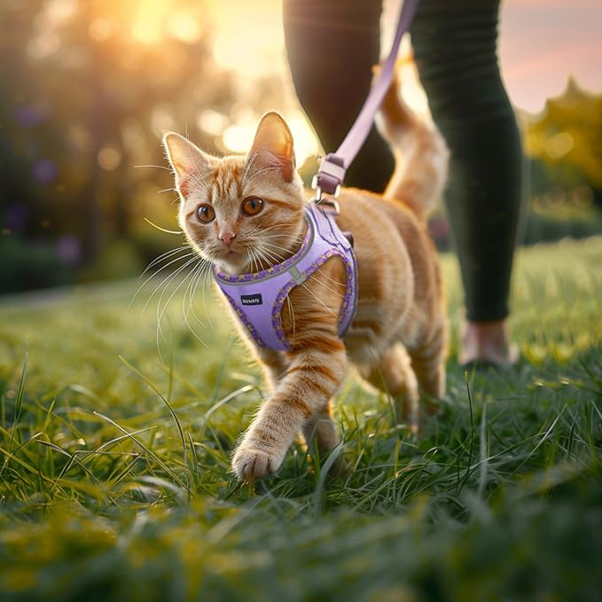 Rttochfy Cat Harness and Leash Set, Escape Proof Kitten Harness, Soft and Breathable Vest with Reflective Strip, Easy to Wear for Cats Walking and Traveling (Orange, XXS)