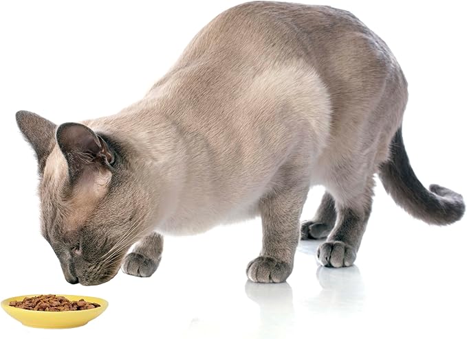 PetRageous 11019 Silly Kitty Dishwasher and Microwave Stoneware Cat Saucer 5-Inch Diameter 2.5-Ounce Capacity for Wet or Dry Cat Food Great For All Cats, Yellow