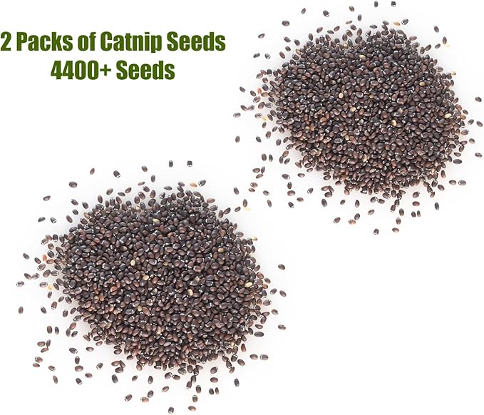Catnip Seeds for Planting, 4400+ Herb, Indoor or Outdoor Growing, Heirloom, Non-GMO, Cats Love Catnip Leaves. (Catnip Seeds, 2 X 1500mg)