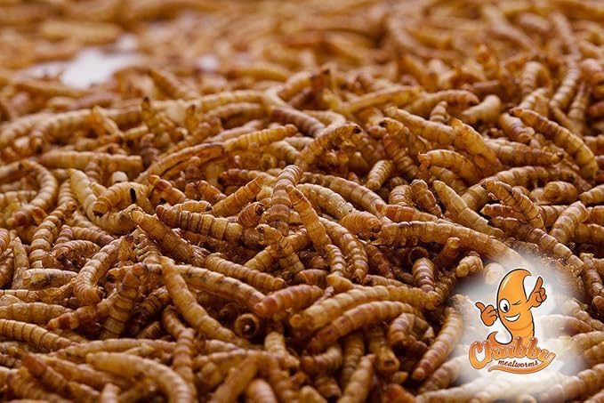Chubby Dried Mealworms High-Protein Non-GMO Treats for Chickens, Ducks, Wild Birds & Backyard Pets