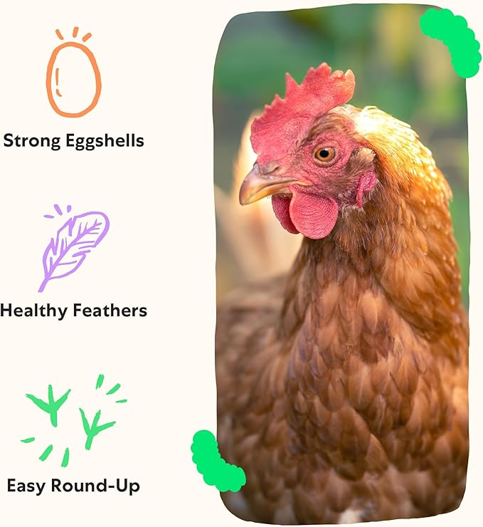 Grubbly Farms Grubblies - Black Soldier Fly Larvae for Chickens - Chicken Treats Grown in the US and Canada - for Strong Eggshells and Healthy Feathers - Grubblies Hometown Harvest 1LB