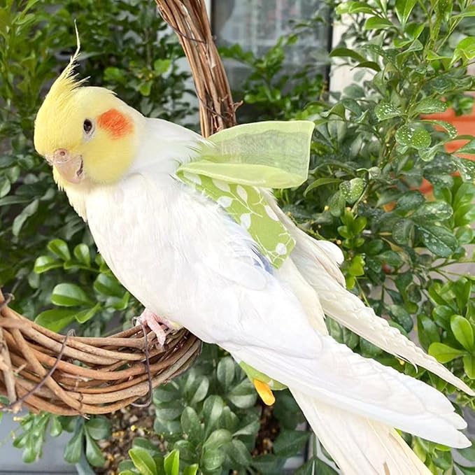 Bird Diaper Harness Flight Suit Clothes, Parrot Flight Suit with Leash for Parrot, Bird Flying Clothes with Rope for Outdoor Activities Training (Green Without Leash,XS)