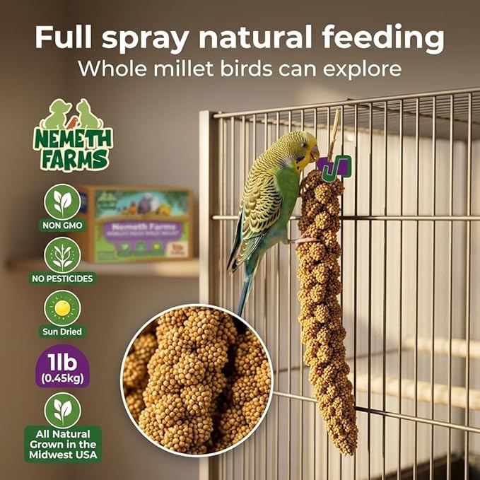 USA Grown Spray Millet for Birds – Midwest Harvest, 1 lb Premium 100% Natural, Sun-Dried Non-GMO Whole Millet Sprays, Bird Treat for Parakeets, Budgies, Cockatiels, Conures, Lovebirds & Finches