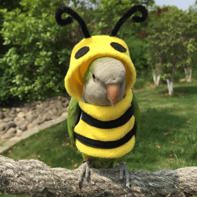 Bird Costume Diaper Flight Suit Bee Shape Clothes Cosplay Photo Prop for Parrots Lovebird Budgie Parakeet Cockatiel Sun Conure, Small Animals Apparel (Bee Without Diaper, Medium), Green (BPF1)