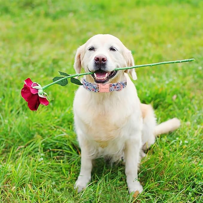 Unique Style Paws Metal Buckle Rose Collar - Durable & Cute for Small to Large Dogs