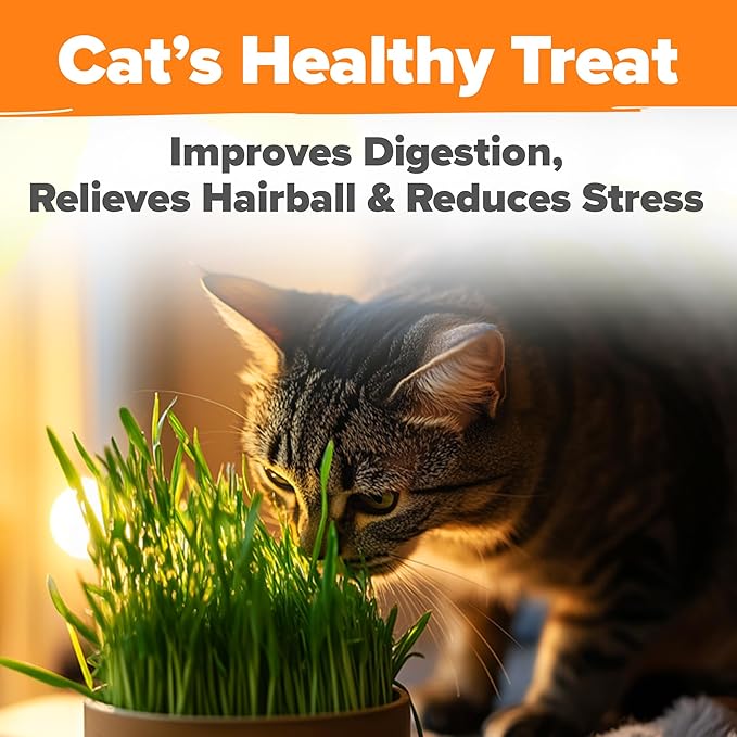 HOME GROWN Organic Cat-Grass Seed Mix (Oat & Barley) – 4 oz – Easy Indoor Planter