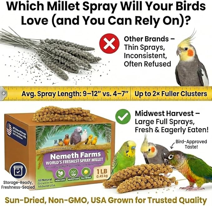 USA Grown Spray Millet for Birds – Midwest Harvest, 1 lb Premium 100% Natural, Sun-Dried Non-GMO Whole Millet Sprays, Bird Treat for Parakeets, Budgies, Cockatiels, Conures, Lovebirds & Finches