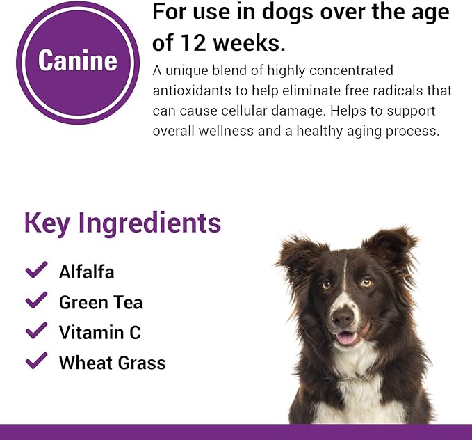 Vet Classics Coenzyme Q-10 Antioxidant Dog Supplement – Pet Health Supplement for Dogs – Supports Overall Dog Wellness, Aging – Includes Green Tea, Vitamin C, Wheat Grass – Chewable Tablets 120 Ct.