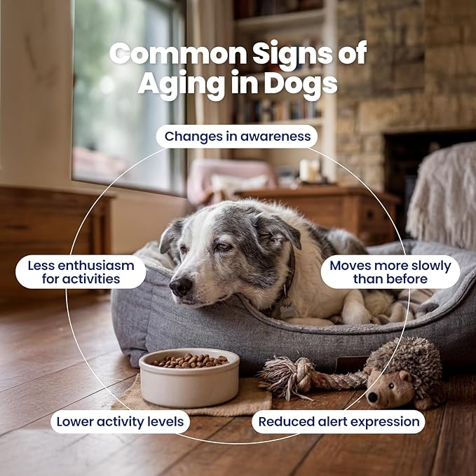 NAD+ Precursor & Senior Dog Supplement - 90 Soft Chews - NMN Alternative for Longevity & Healthy Aging - Nicotinamide Riboside, Resveratrol, Quercetin - Filet Mignon Steak Flavor