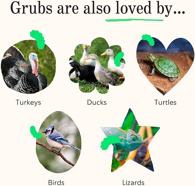 Grubbly Farms Grubblies - Black Soldier Fly Larvae for Chickens - Chicken Treats Grown in the US and Canada - for Strong Eggshells and Healthy Feathers - Grubblies Hometown Harvest 1LB