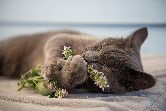 Premium Catnip Spray - Your Cat's Ultimate Playtime Stimulant