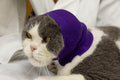 Cat Hematoma Ear Wrap, Cat Ear Wrap Cats Anxiety Relief – Noise Canceling for Fireworks, Thunderstorms Purple S