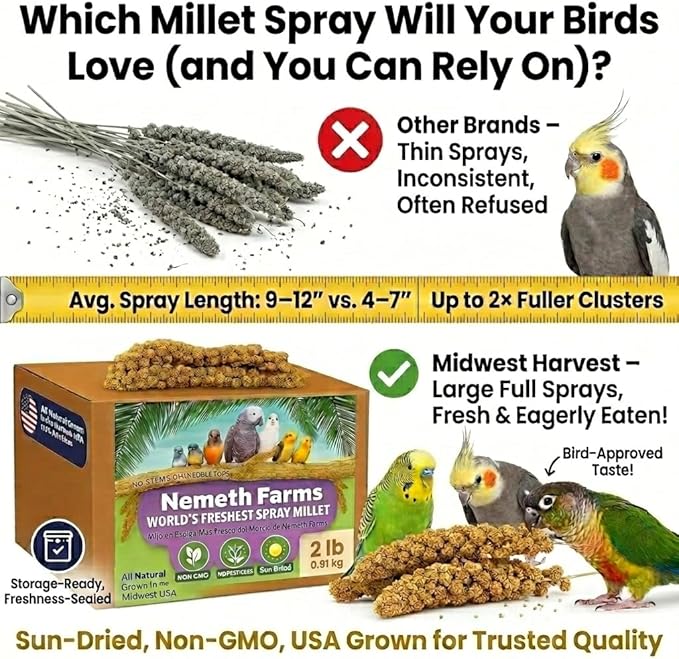 USA Grown Spray Millet for Birds – Midwest Harvest, 2 lbs Premium 100% Natural, Sun-Dried Non-GMO Whole Millet Sprays, Bird Treat for Parakeets, Budgies, Cockatiels, Conures, Lovebirds & Finches