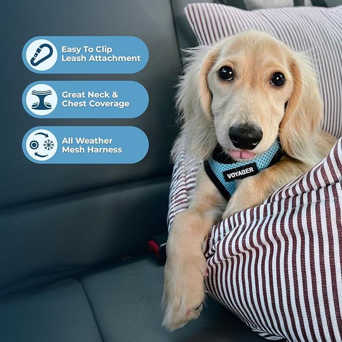 Best Pet Supplies Voyager Step-in Air Harness - All Weather Mesh, Reflective, No Pull Harness for Dogs, Cats - Secure with Hook & Loop Fastener, Buckle, Double D-Rings - Baby Blue/Black Trim, XXS