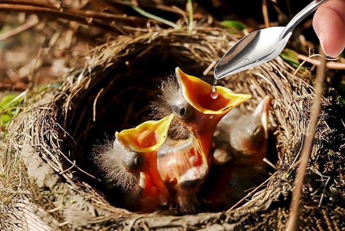 Baby Bird Feeding Syringe Feeding Tubes for Birds Parrot Hand Feeding Syringe with 6 Pcs Curved Gavage Tubes and Stainless Steel Metal Feeding Spoon (50ML)