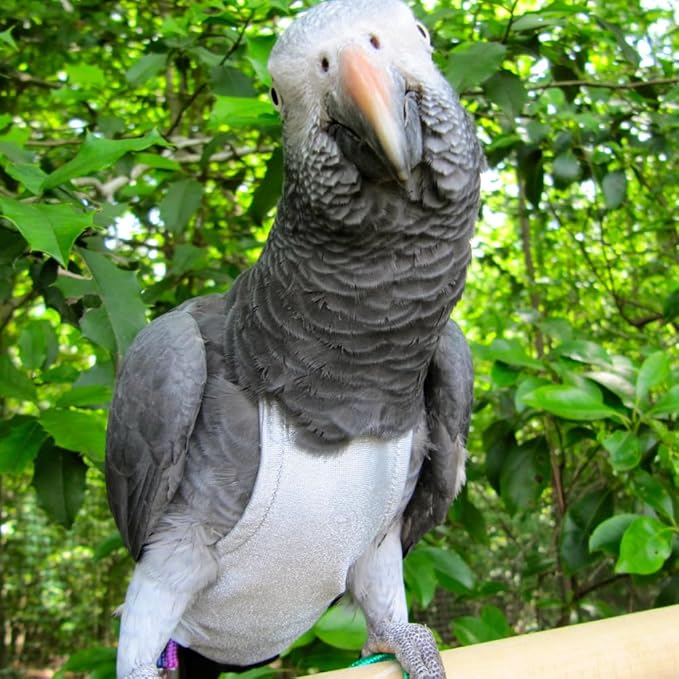 Avian Fashions FeatherWear FlightSuit Small(4) Bird Diaper in Grey