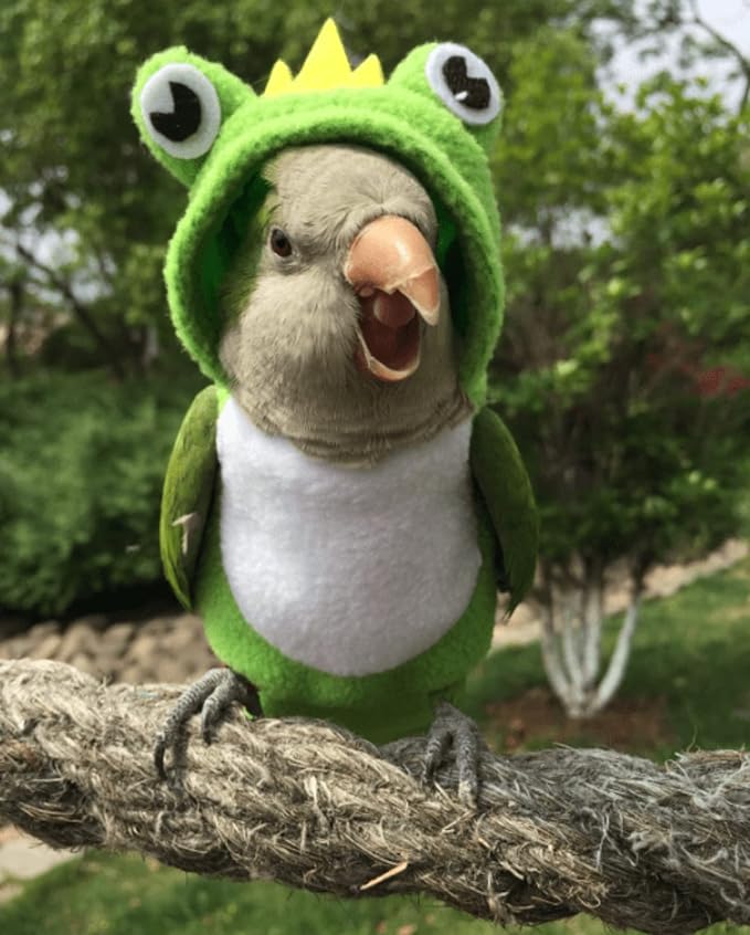 Bird Costume Diaper Flight Suit Frog Shape Hoodie Clothes Cosplay Photo Prop for Parrots Parakeet Cockatiel Sun Conure, Small Animals Apparel (Pink with Diaper, Large), Green (BPF1)
