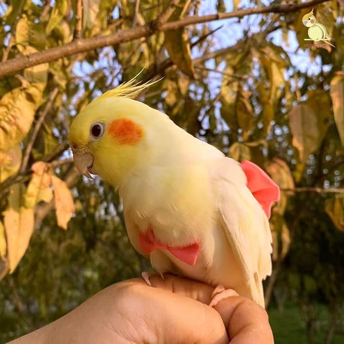 Bird Diaper Harness Flight Suit Clothes with Flying Leash for Parrots Cockatiel Pet Birds, Parrot Clothes, Bird Training Nappy Suit Liners Clothes (L, Silver)