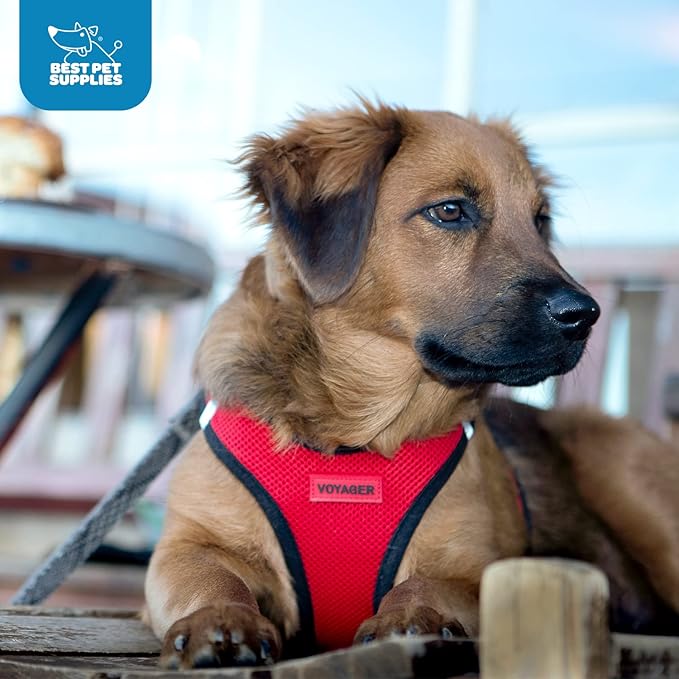Best Pet Supplies Voyager Step-in Air Harness - All Weather Mesh, Reflective, No Pull Harness for Dogs, Cats - Secure with Hook & Loop Fastener, Buckle, Double D-Rings - Blue, XXS