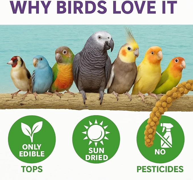 5lbs Economy & Special Spray Millet for Birds – GMO-Free, No Stems (Only Edible Tops) – 100% Natural Sun-Dried Foraging Treat for Cockatiels, Lovebirds, Parakeets, Finches & Canaries