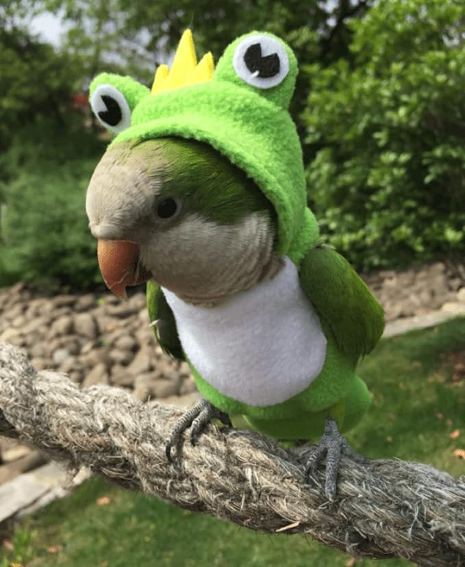 Bird Costume Diaper Flight Suit Frog Shape Hoodie Clothes Cosplay Photo Prop for Parrots Parakeet Cockatiel Sun Conure, Small Animals Apparel (Pink with Diaper, Medium), Green (BPF1)