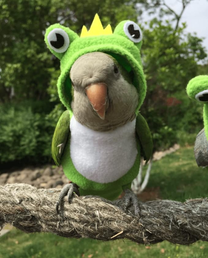 Bird Diaper Flight Suit Frog Shape Hoodie - Bird Clothes Cosplay Photo Prop for Parrots, Parakeet, Cockatiel & Sun Conure - Green with Diaper, Small