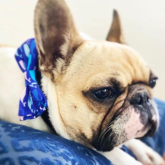 Huxley & Kent Bow Tie for Pets | Whale Watch (Large) | Bow Tie Collar Attachment | Fun Bow Ties for Dogs & Cats | Cute, Comfortable, and Durable | H&K Bow Tie