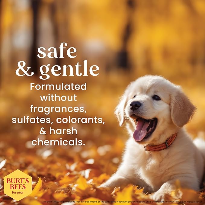 Burt’s Bees for Pets Tear Free Puppy Shampoo & Conditioner with Buttermilk, 2 in 1 Gentle Dog Shampoo for Puppies, Cleans and Conditions Sensitive Skin, 16 Fl Oz - 2 Pack