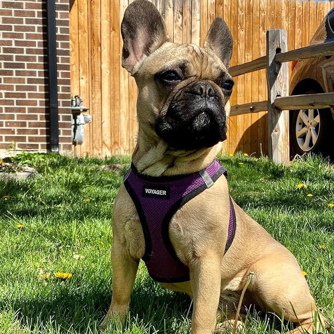 Best Pet Supplies Voyager Step-in Air Harness - All Weather Mesh, Reflective, No Pull Harness for Dogs, Cats - Secure with Hook & Loop Fastener, Buckle, Double D-Rings - Purple/Black Trim, S