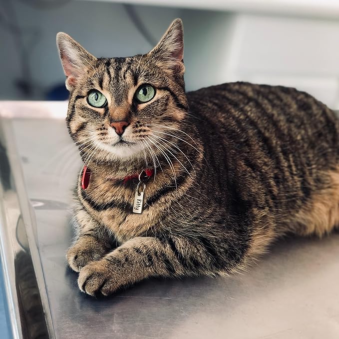 Anavia Small Size Dog Cat ID Tags, Small/XS Personalized Color Plated Stainless Steel Puppy Kitten Name Tags, Customized Engraved Nameplate Pet Collar Tag (Rainbow, XS-Rectangle)