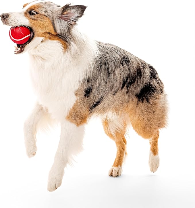 Playology Dog Toys | Squeaky Chew Ball - Bouncy Durable Floating Fetch Ball for Dogs | Jumbo Beef Scented Toy - Easy to Clean and Made from Non Toxic Materials