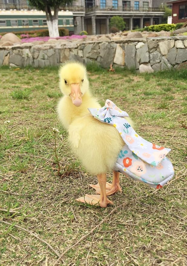 Duck Diapers, Chicken Diapers, Special Diapers for Poultry, Chicken, Duck and Goose Waterproof, Adjustable, Washable and Reusable Diapers，Poultry Supplies, Duck Supplies (4XL:750克-900克)