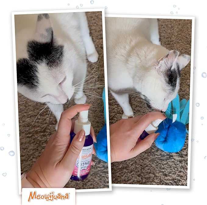 Meowijuana Catnip & Silvervine Spray - 3 oz | High Potency Formula | Natural Formula for Pet Owners & Multi-Cat Households | Enhance Playtime & Relaxation | Perfect for New Cat Owners