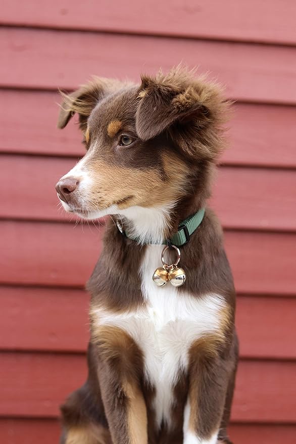 Beau's Bells 2 Extra Loud Cat & Dog Bells | Pet Tracker | Save Birds & Wildlife | Luxury Handmade Copper (Medium)