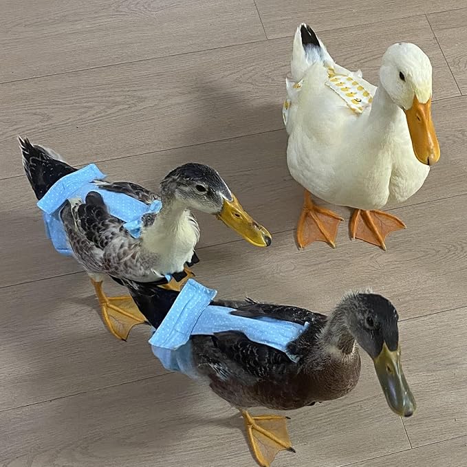 BestParts 2pcs Adjustable Diaper Waterproof Reusable Diapers, Cloth Diaper Wearable Poultry for Farm Pet Goose, Duck, Chicken, Button Adjustable Version (Gray + Blue, M(1.65-3.31pounds), 1, Count)