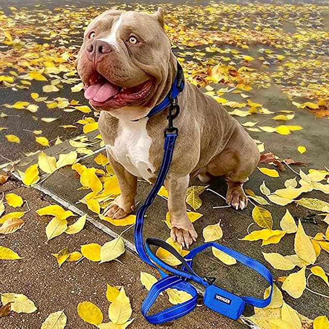 Best Pet Supplies Voyager Reflective Dog Leash or Collar with Neoprene Handle, for Small, Medium, and Large Breed Puppies, Cute and Heavy Duty for Walking, Running and Training - Royal Blue (Leash), M