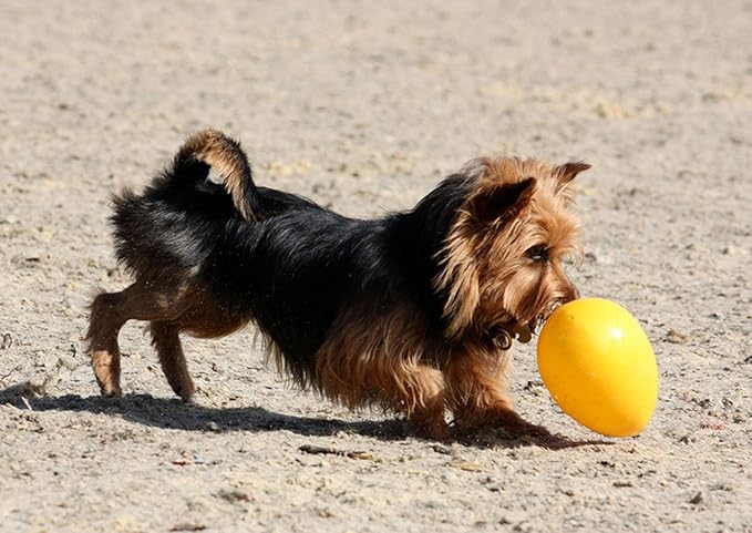 Jolly Pets Jolly Egg Dog Toy, 8 Inches/Medium, Yellow (Pack of 2)