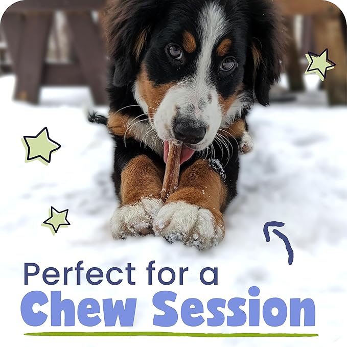 Pawstruck Natural 12" Braided Bully Sticks for Dogs - Long Lasting Rawhide Free Low Odor Single Ingredient Chew Treat for Aggressive Chewers - 1lb Bag