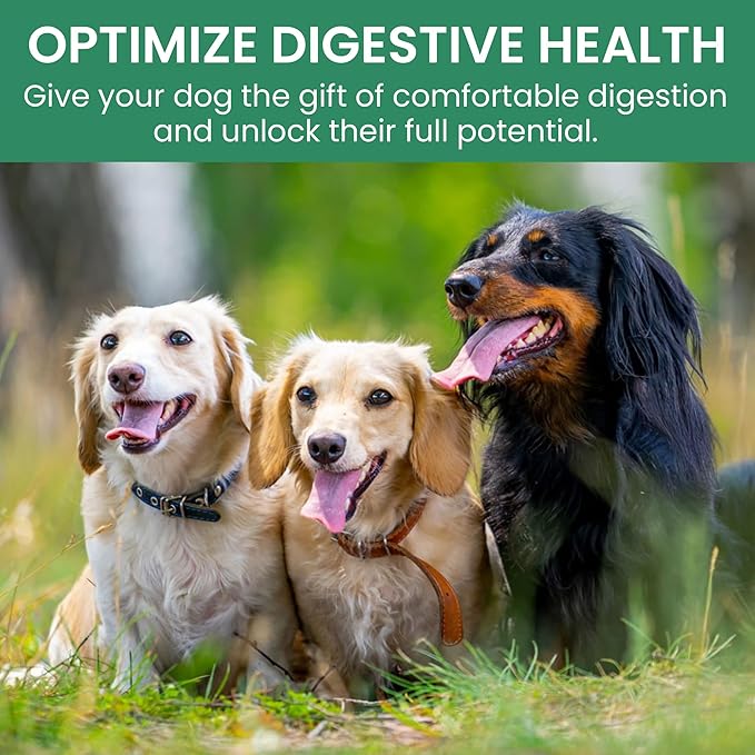 Holistic Bin Canine Beef Bone Broth Protein Powder Dog Food Toppers | Daily Supplement Powder with Bone Broth, Spirulina Nib & Beetroot | Glossy Coat, Joints & Overall Wellness | Beef Blend (50g)