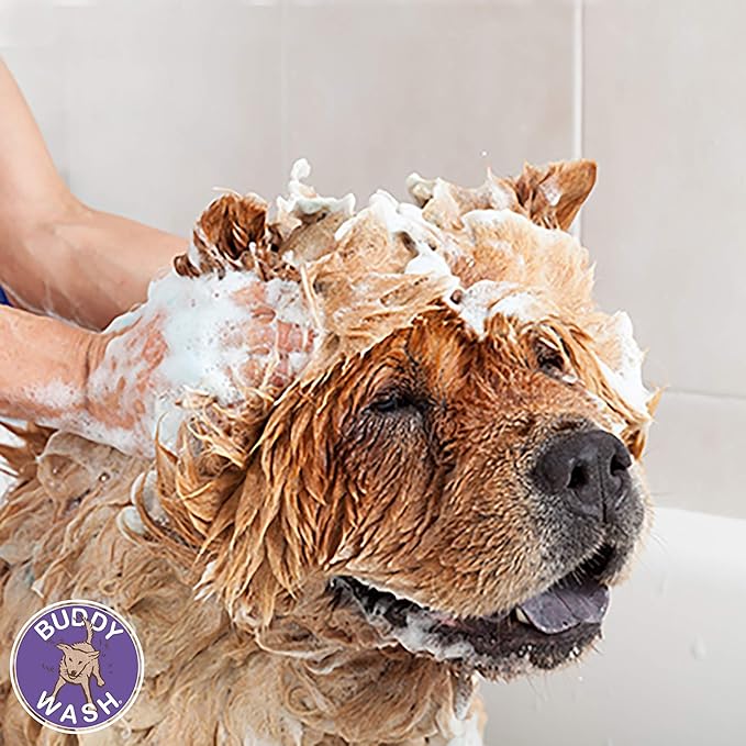 Buddy Biscuits Wash Dog Shampoo & Conditioner for Dogs with Botanical Extracts and Aloe Vera, 16 ounce Bottle (15222)