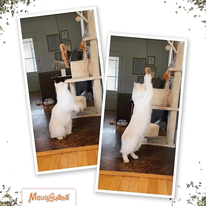Meowijuana Jump 'n' Jamb Door Hanging Cat Toy | Funky Monkey | Refillable Interactive Catnip Toy | Promotes Play and Cat Health | Includes Potent Catnip Grown in North America