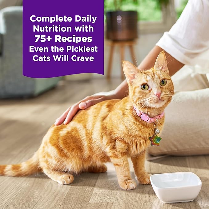 Wellness Complete Health Grilled, Adult Wet Cat Food, Natural, Protein-Rich, Grain-Free, Canned, 3 Ounce, 12 Pack, (Beef and Lamb Dinner Recipe)