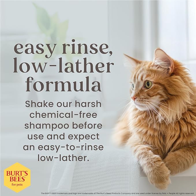 Burt’s Bees for Pets Hypoallergenic Cat Shampoo with Shea Butter and Honey, Gentle Kitten Shampoo for Indoor Cats with Dry or Sensitive Skin, Cat Bathing Supplies, 10 Fl Oz - 6 Pack
