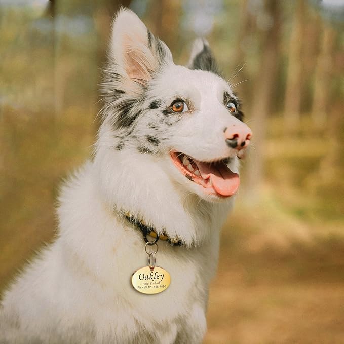 Anavia Personalized Pet ID Tags, Stainless Steel Glossy Laser Engraved Dog Cat Collar Name Tags, Multiple Colors Shapes Sizes (Oval, Regular)