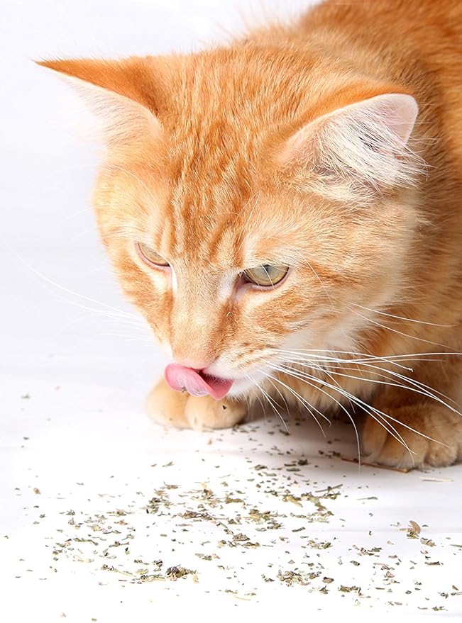 Catnip, Premium Blend Safe for Cats, Infused with Maximum Potency Your Kitty is Sure to Go Crazy for (1 Cup)