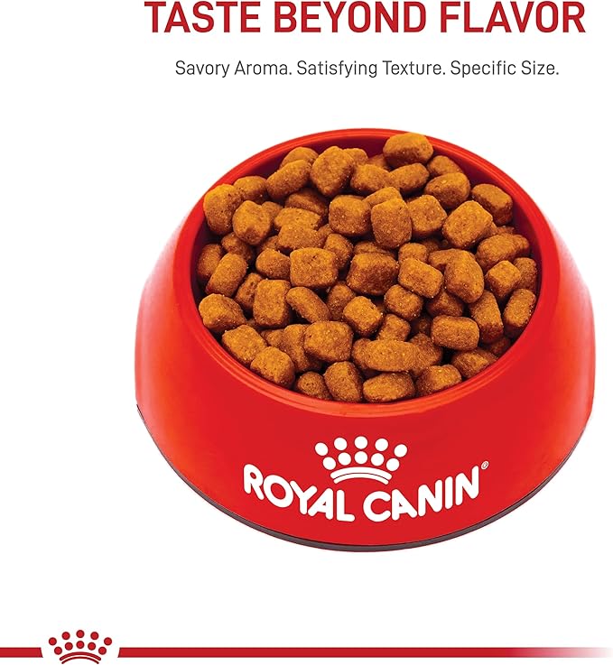 Royal Canin Feline Care Nutrition Dental Care Adult Dry Cat Food, 3 lb Bag