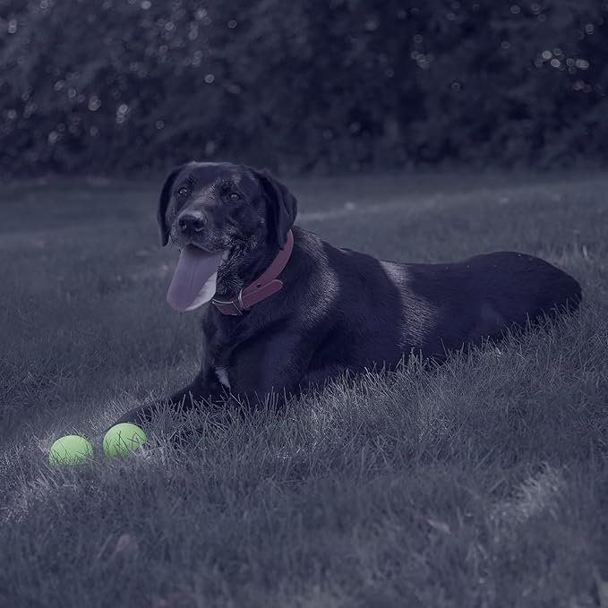 Chew King by Mammoth Glow-in-the-Dark Dog Fetch Balls (4-Pack Combo), Lattice & Rubber Fetch Toys for Night Play, High Bounce, Rechargeable Under Any Light, Multiple Sizes